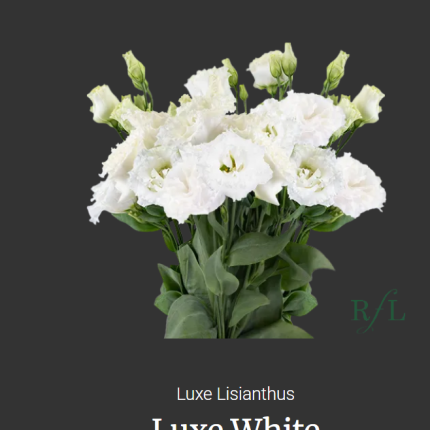 Luxe White
