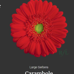 Carambole