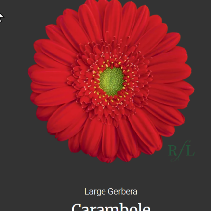 Carambole