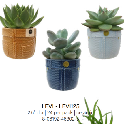 Levi