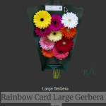 Rainbow Card Large Gerbera -YP