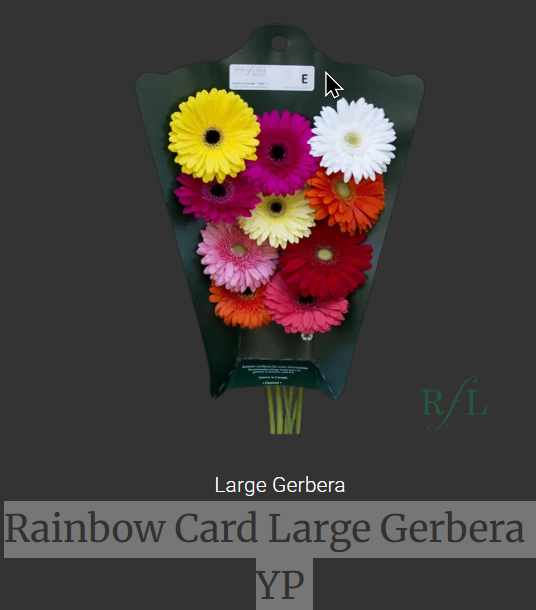 Rainbow Card Large Gerbera -YP