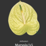 Marysia