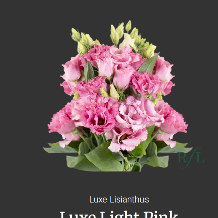 Luxe Light Pink
