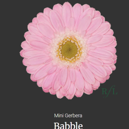 Babble