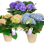 Hydrangea