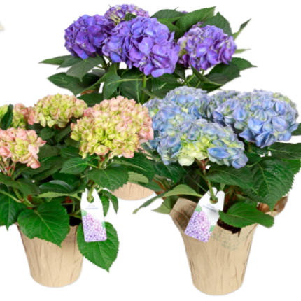 Hydrangea
