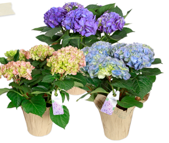 Hydrangea