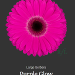Purple Glow