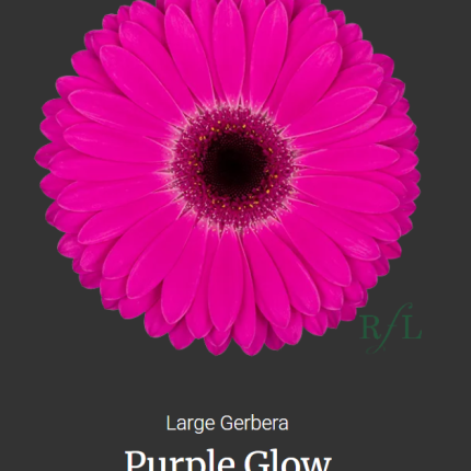Purple Glow