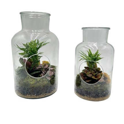Large Hole In One Terrarium With 3 Plants