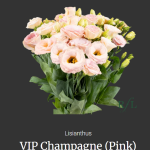 VIP Champagne