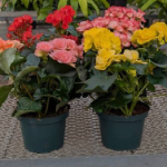 Reiger Begonia