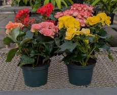 Reiger Begonia