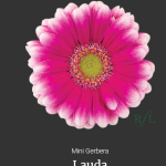 Lauda