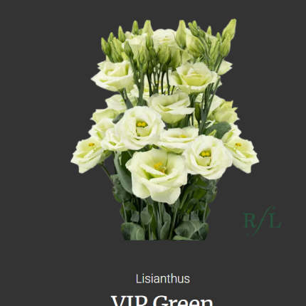 VIP Green