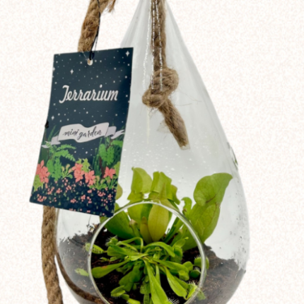 Hanging Pear Terrarium