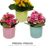 Freesia