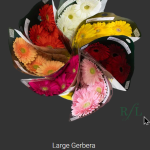 Large Gerbera