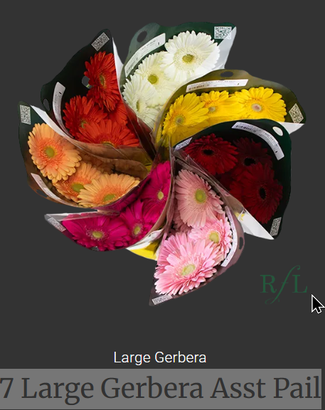 Large Gerbera