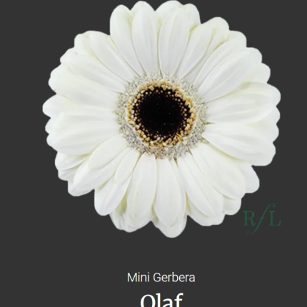 Olaf