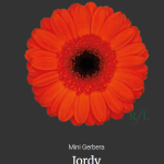 Jordy