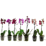 Phalaenopsis Orchid - Single Spike