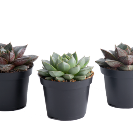 Succulents