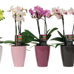Phalaenopsis Orchid - Mixed (1 & 2 Spike)