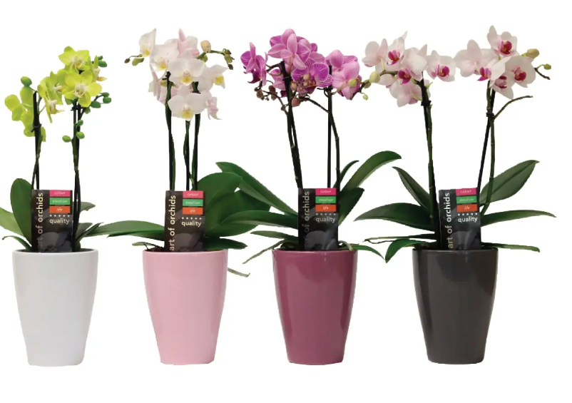 Phalaenopsis Orchid - Mixed (1 & 2 Spike)