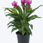 Curcuma