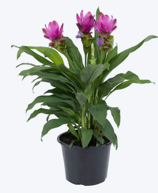 Curcuma