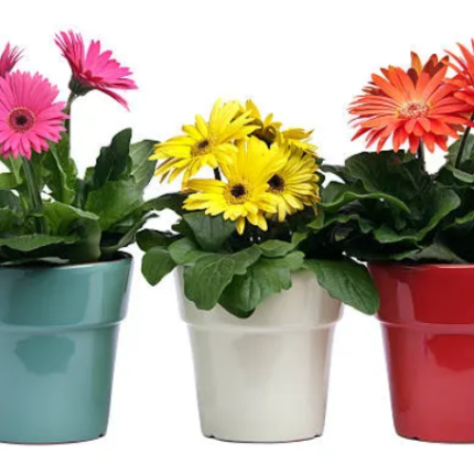 Gerbera
