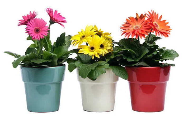 Gerbera
