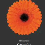 Caramba