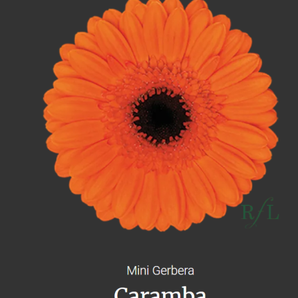 Caramba