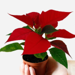 Poinsettia