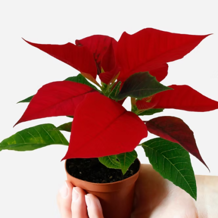 Poinsettia