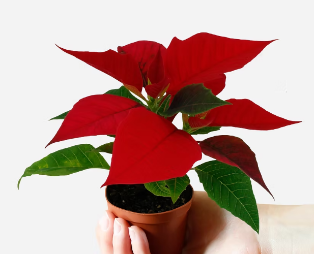 Poinsettia Poinsettia