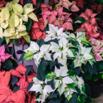 Poinsettia - Premium