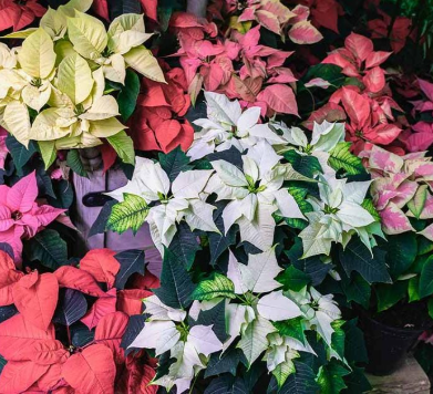 Poinsettia - Premium