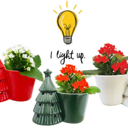 Trafalger Light Up Tree Mini