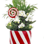 Spangler Candy Cane Garden