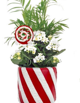 Spangler Candy Cane Garden