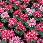 Cyclamen DJIX