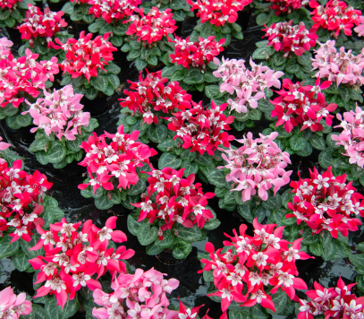 Cyclamen DJIX