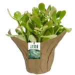 Jade
