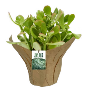 Jade