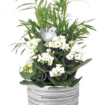Elssa Small Garden