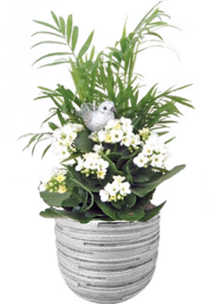Elssa Small Garden